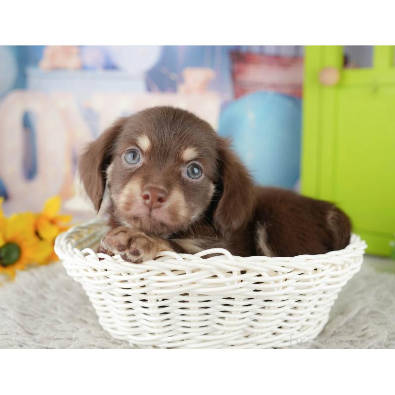 販売中の神奈川県のチワックス:チワワ×ミニチュアダックスフンド-446776の15枚目