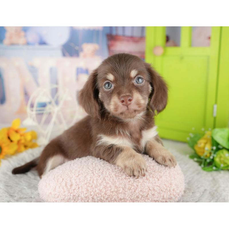 販売中の神奈川県のチワックス:チワワ×ミニチュアダックスフンド-446776の13枚目