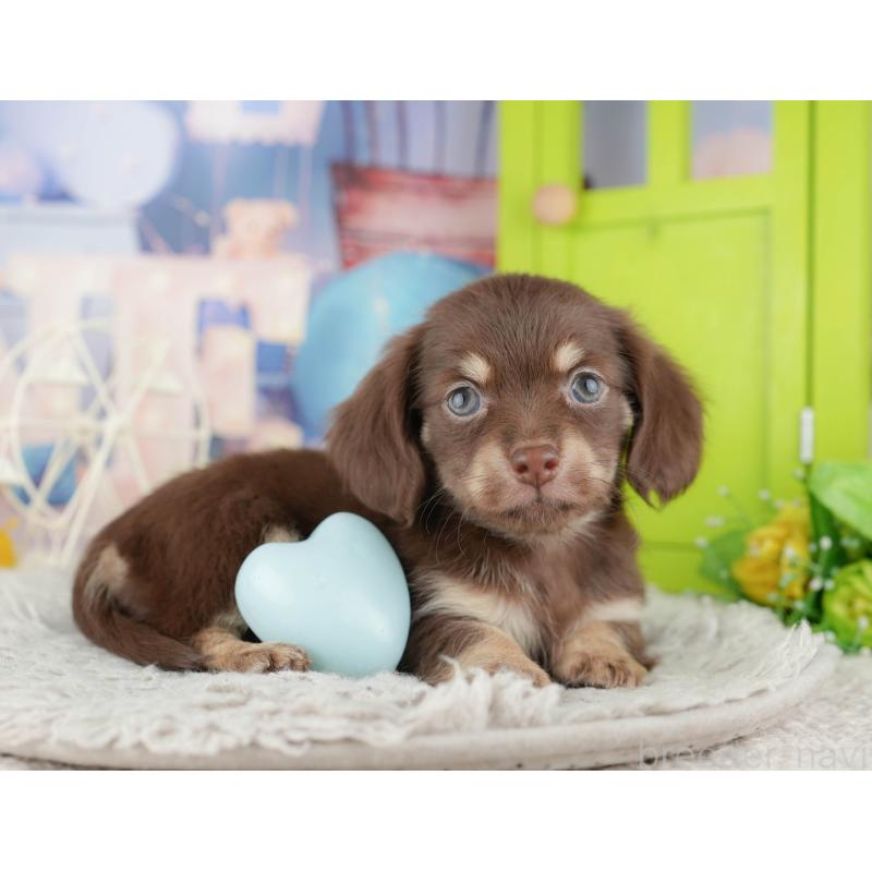 販売中の神奈川県のチワックス:チワワ×ミニチュアダックスフンド-446776の11枚目