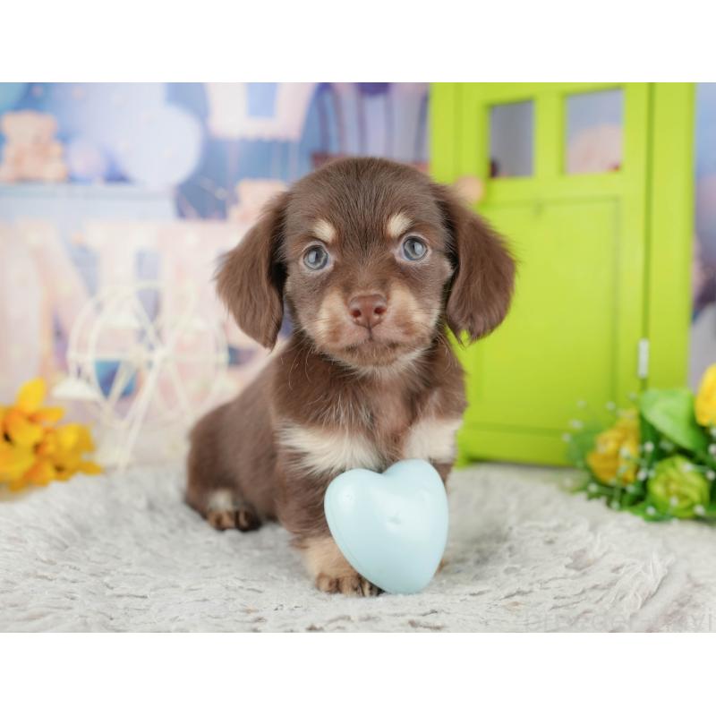 販売中の神奈川県のチワックス:チワワ×ミニチュアダックスフンド-446776の10枚目