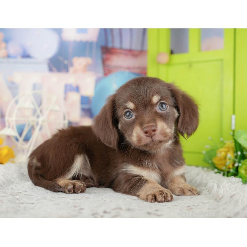 販売中の神奈川県のチワックス:チワワ×ミニチュアダックスフンド-446776の9枚目