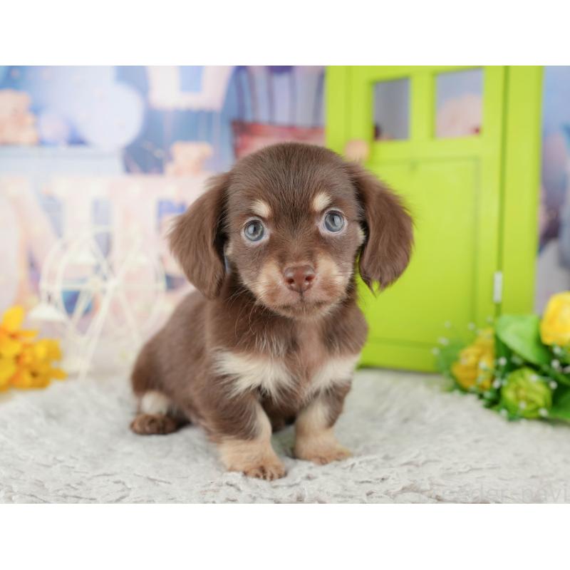 販売中の神奈川県のチワックス:チワワ×ミニチュアダックスフンド-446776の7枚目