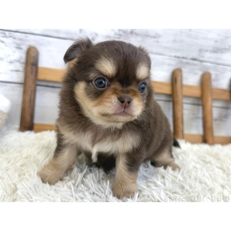 販売中の神奈川県のチワワ(ロングコート)-446246の6枚目