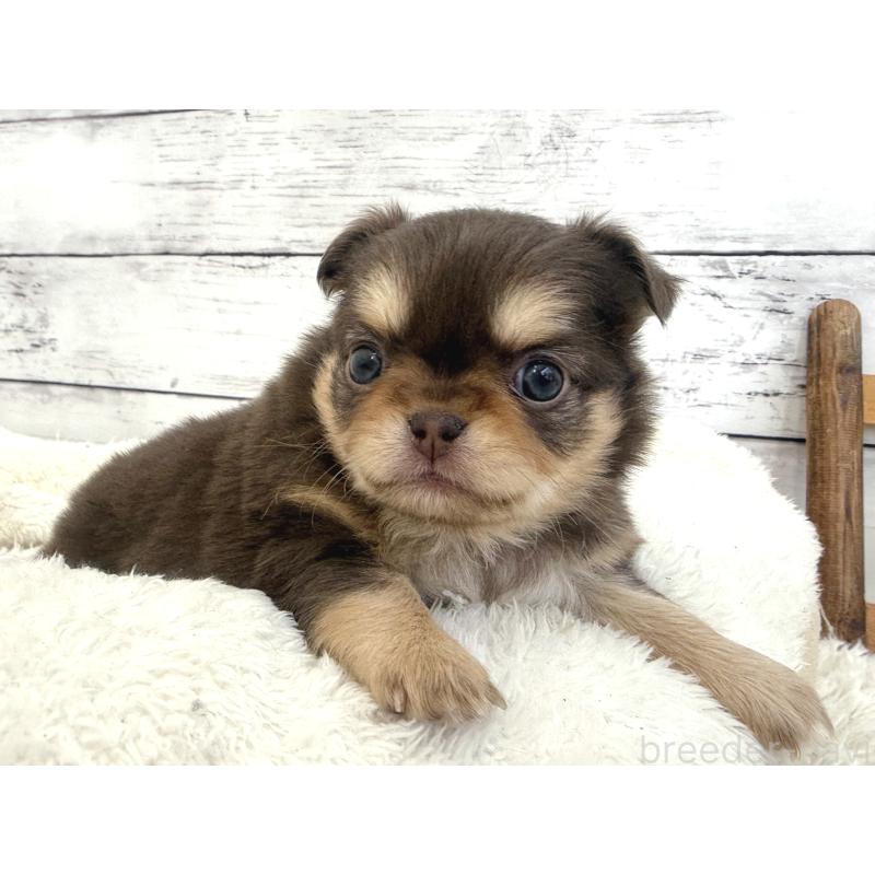 販売中の神奈川県のチワワ(ロングコート)-446246の5枚目