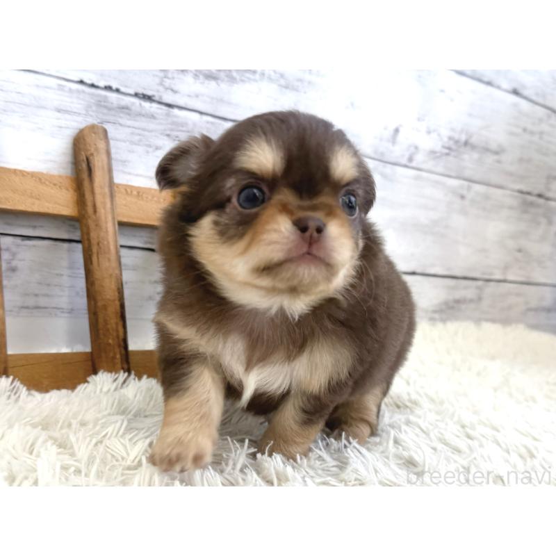 販売中の神奈川県のチワワ(ロングコート)-446246の4枚目