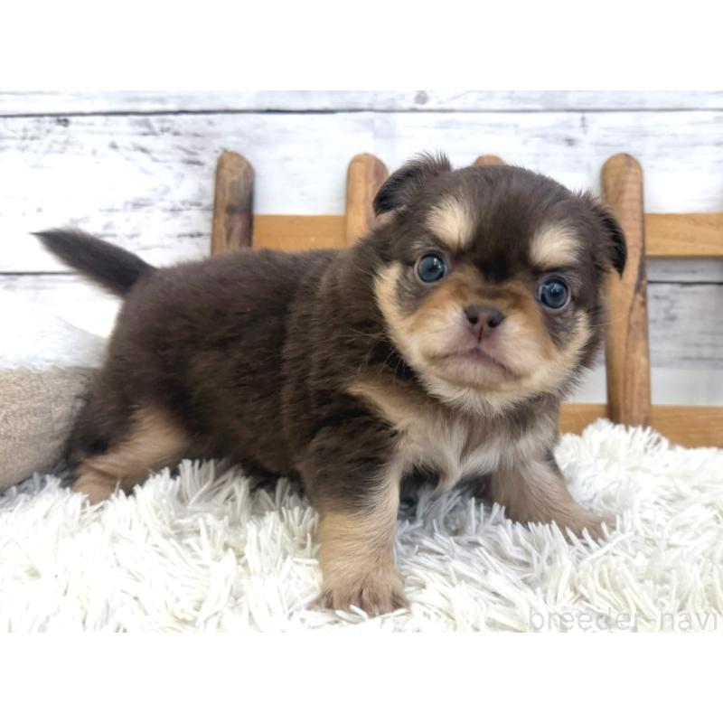 販売中の神奈川県のチワワ(ロングコート)-446246の2枚目