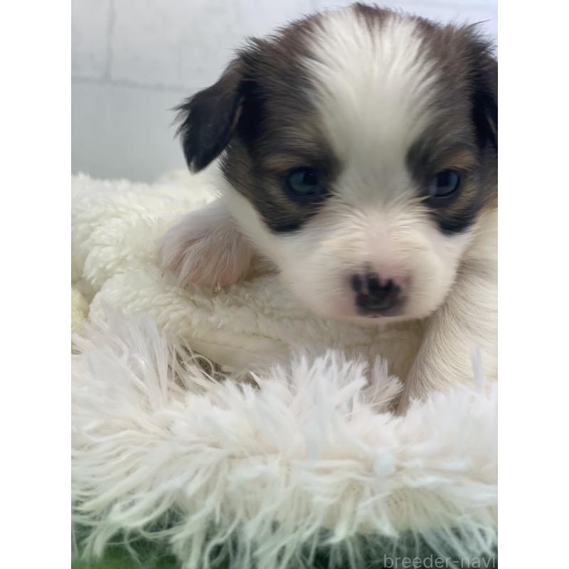 販売中の千葉県のパピヨン-446434の2枚目