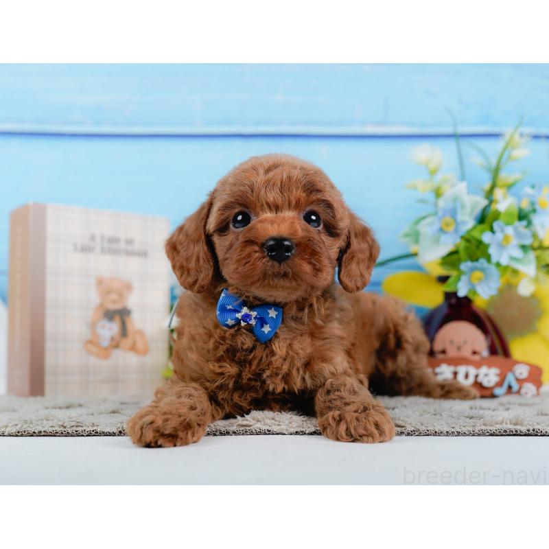 販売中の神奈川県のトイプードル-446772の12枚目