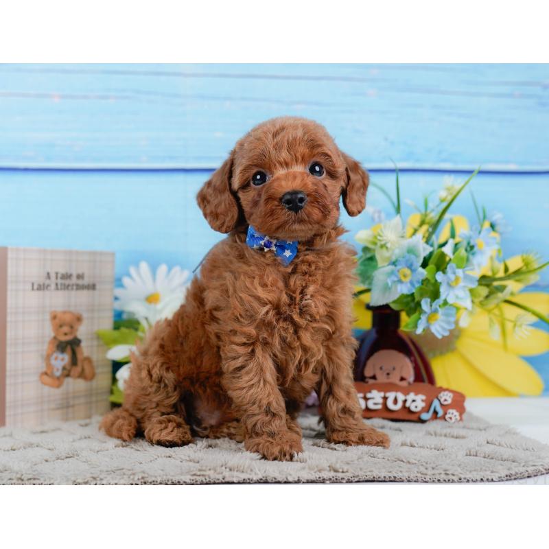 販売中の神奈川県のトイプードル-446772の10枚目