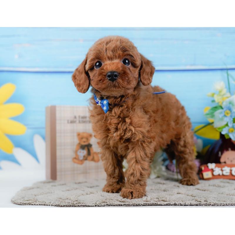 販売中の神奈川県のトイプードル-446772の9枚目