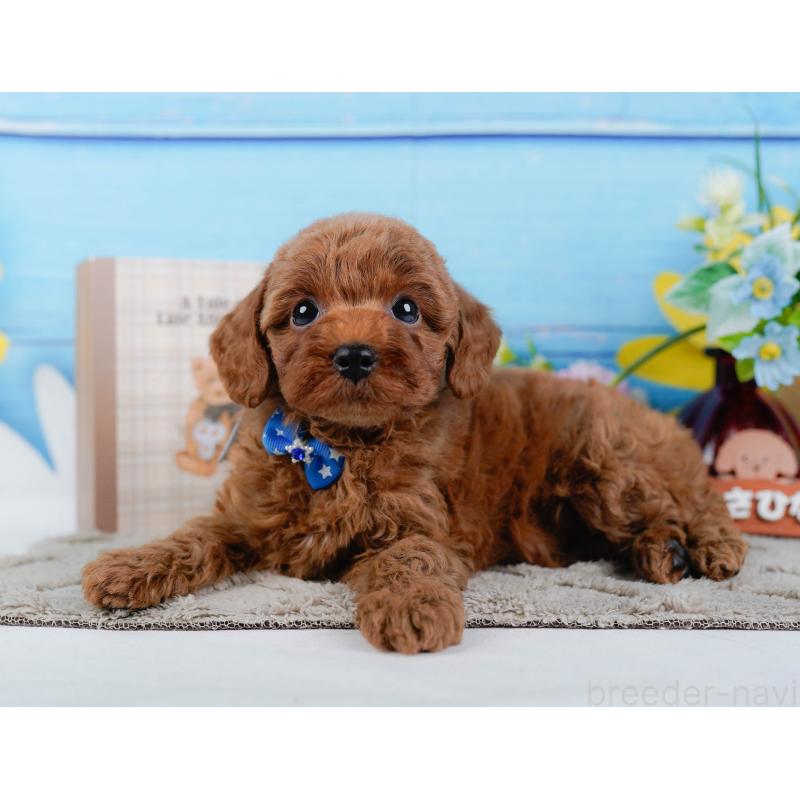 販売中の神奈川県のトイプードル-446772の7枚目