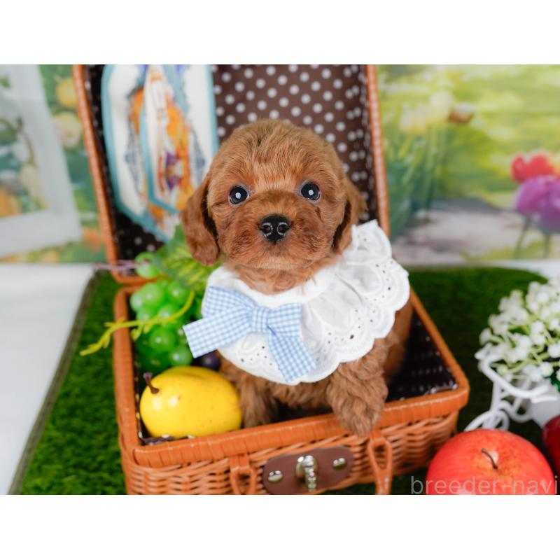 販売中の神奈川県のトイプードル-446772の6枚目