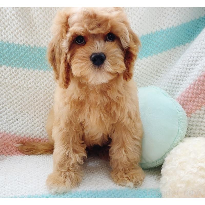 販売中の奈良県のキャバプー:キャバリア×トイプードル-446247の14枚目