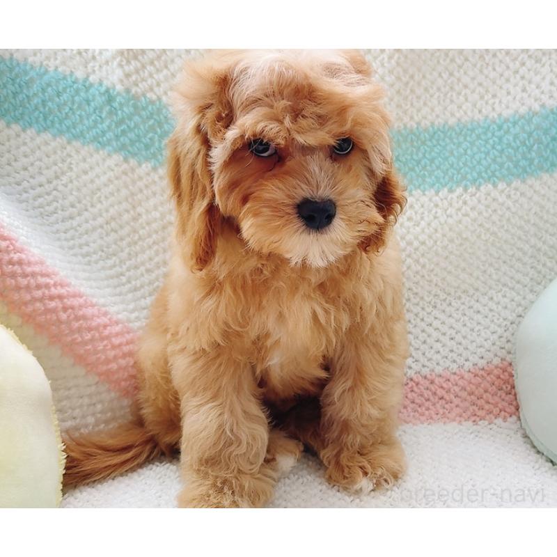 販売中の奈良県のキャバプー:キャバリア×トイプードル-446247の12枚目