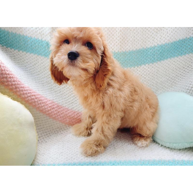 販売中の奈良県のキャバプー:キャバリア×トイプードル-446247の11枚目