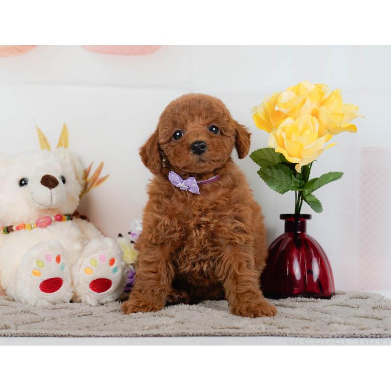 販売中の神奈川県のトイプードル-446773の13枚目