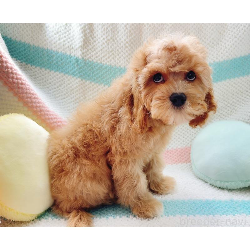 販売中の奈良県のキャバプー:キャバリア×トイプードル-446247の10枚目