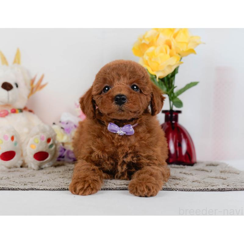 販売中の神奈川県のトイプードル-446773の12枚目