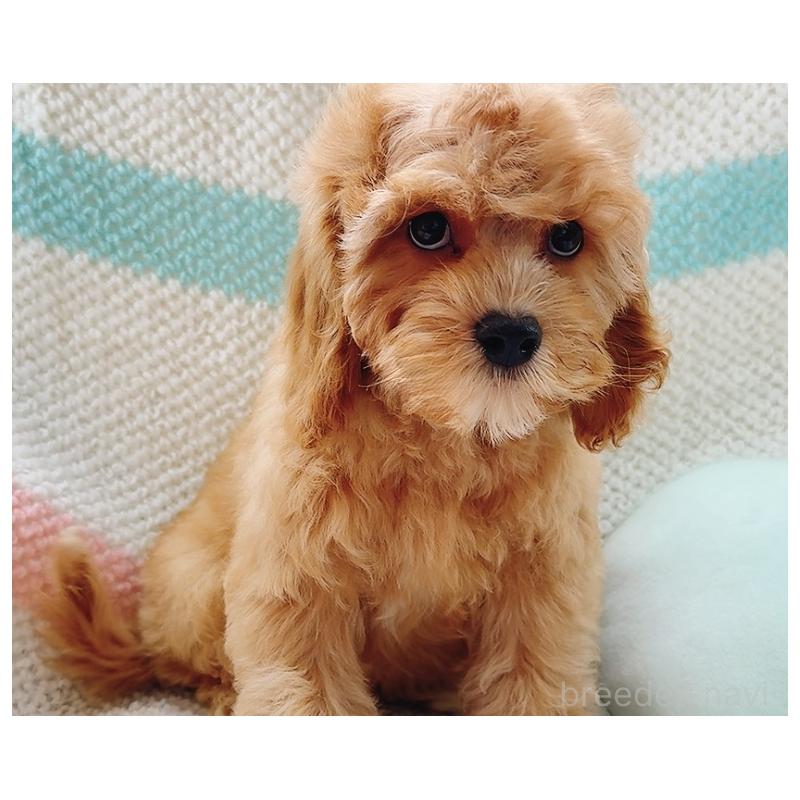 販売中の奈良県のキャバプー:キャバリア×トイプードル-446247の9枚目