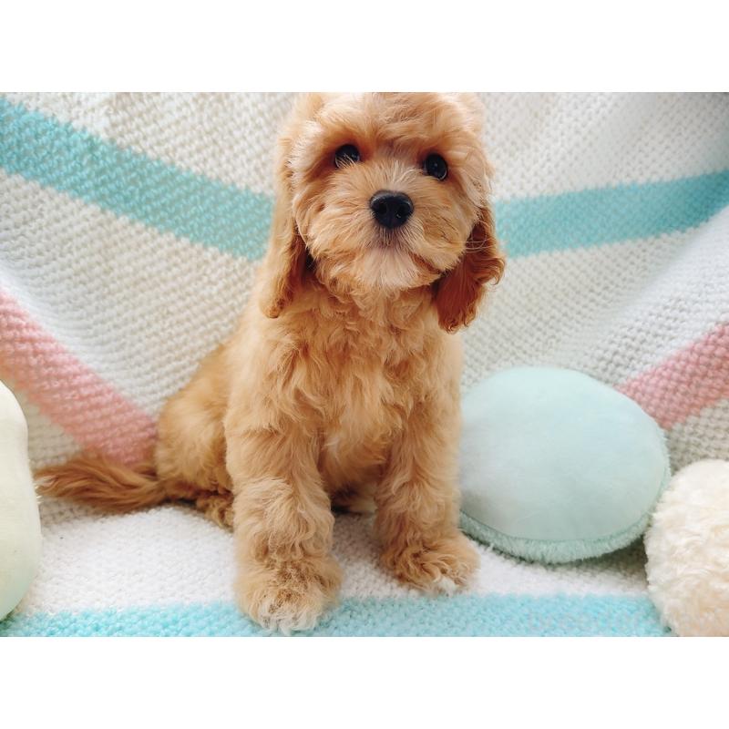 販売中の奈良県のキャバプー:キャバリア×トイプードル-446247の8枚目