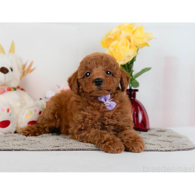 販売中の神奈川県のトイプードル-446773の11枚目