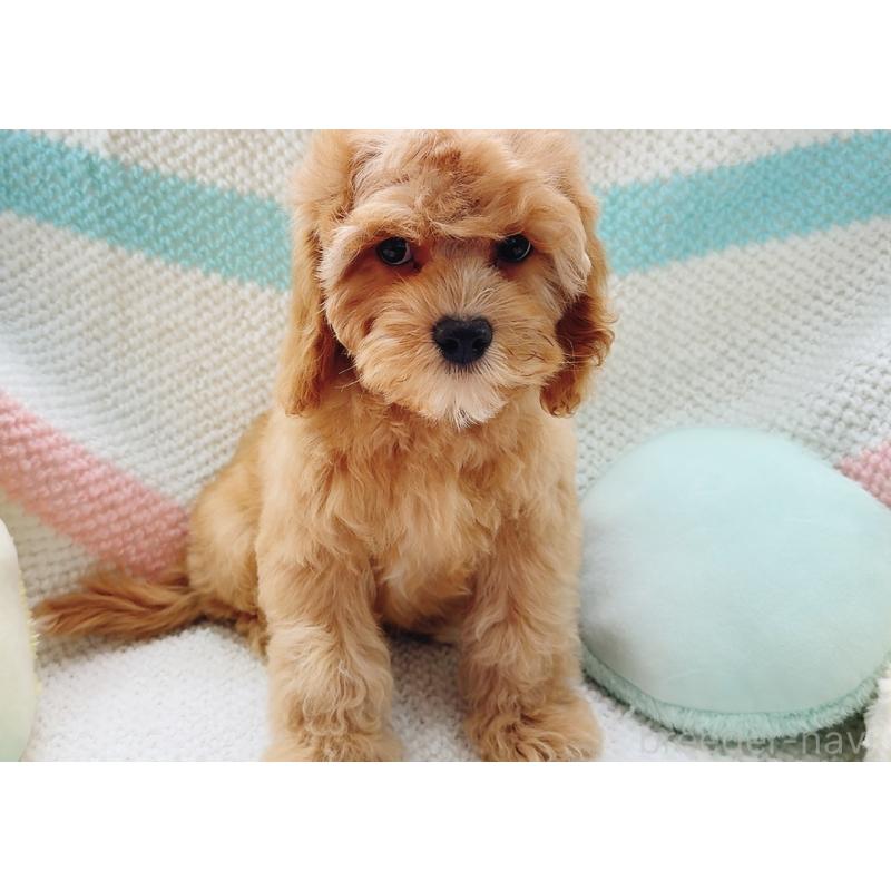 販売中の奈良県のキャバプー:キャバリア×トイプードル-446247の7枚目