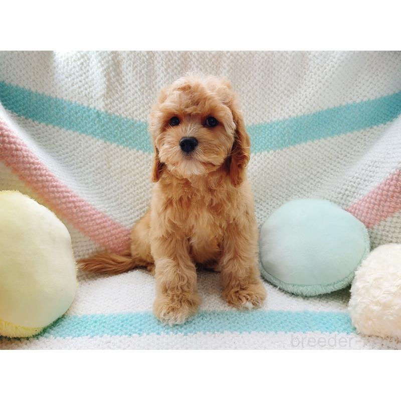 販売中の奈良県のキャバプー:キャバリア×トイプードル-446247の6枚目