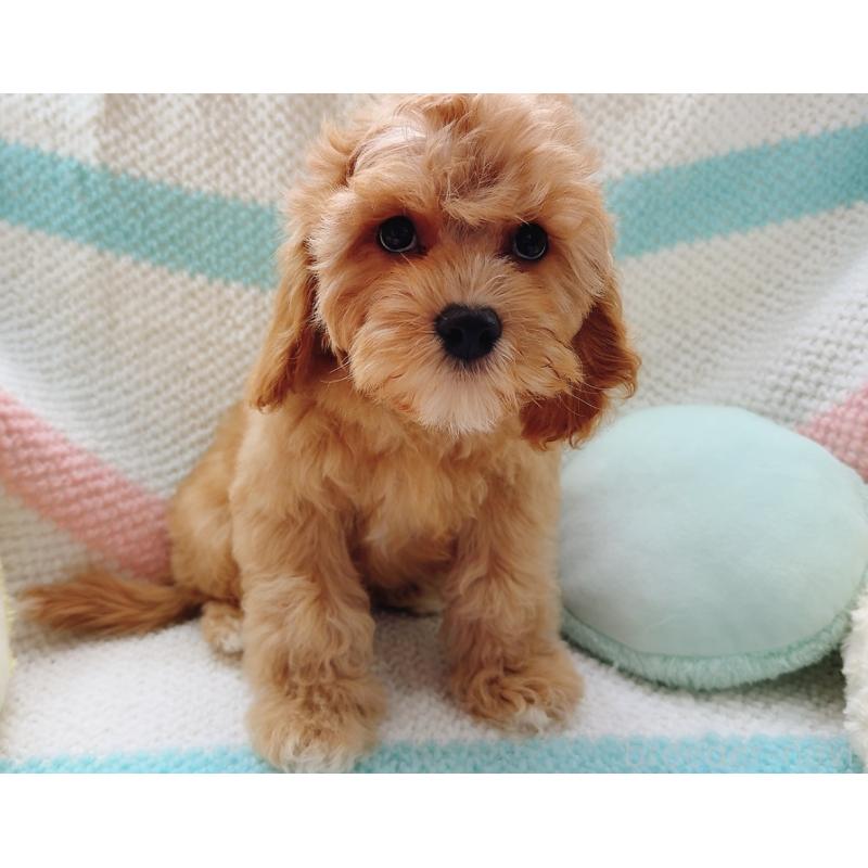 販売中の奈良県のキャバプー:キャバリア×トイプードル-446247の5枚目