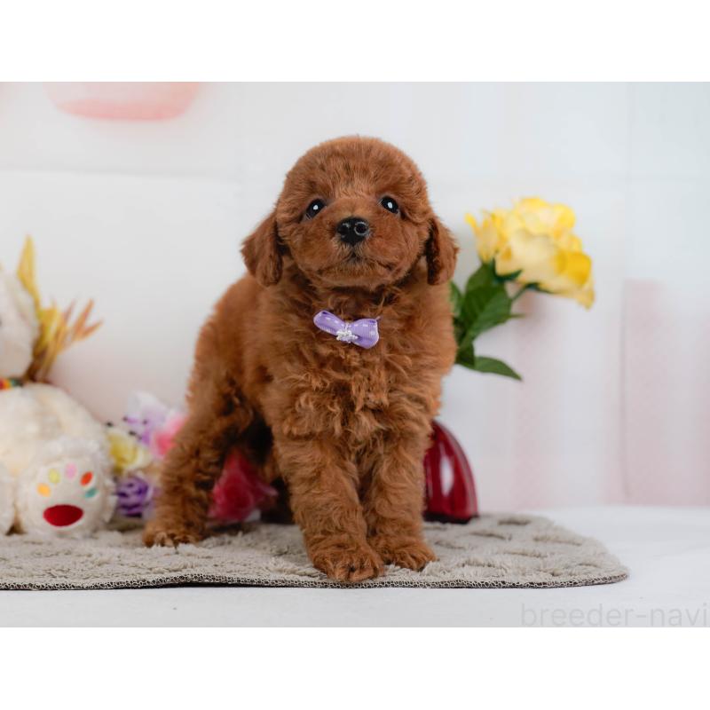 販売中の神奈川県のトイプードル-446773の10枚目