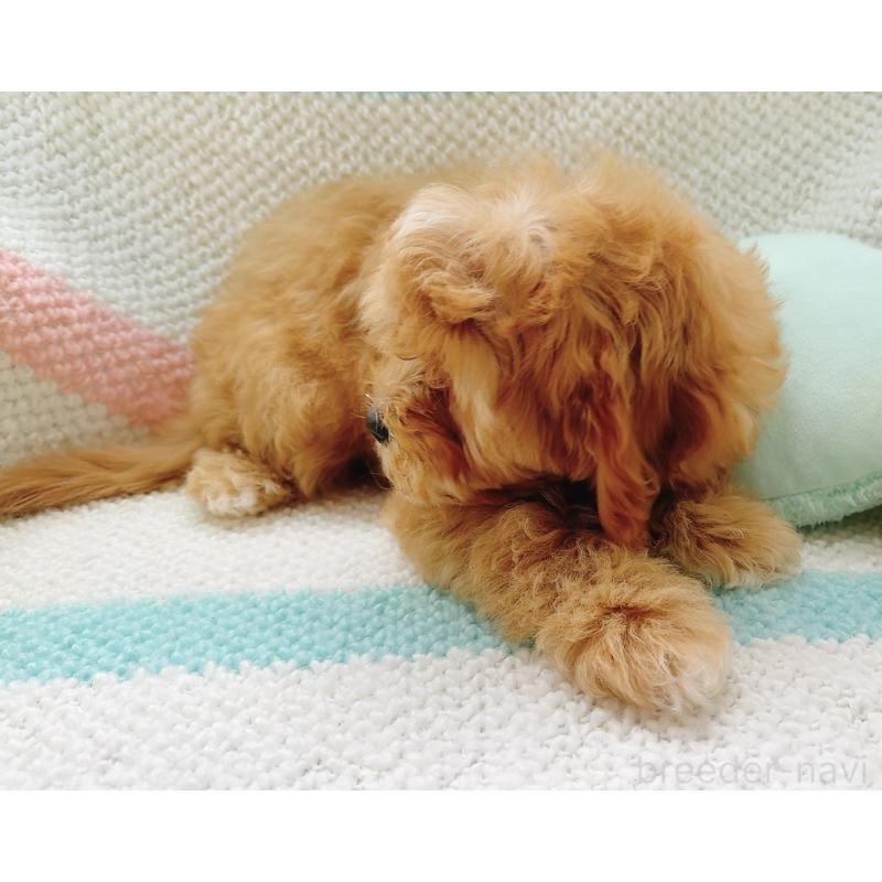 販売中の奈良県のキャバプー:キャバリア×トイプードル-446247の3枚目