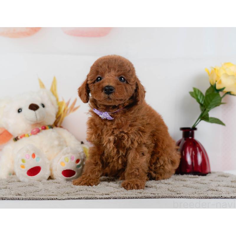 販売中の神奈川県のトイプードル-446773の9枚目