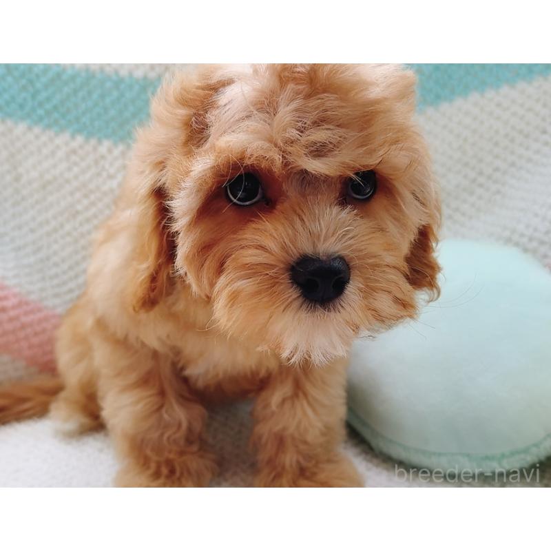 販売中の奈良県のキャバプー:キャバリア×トイプードル-446247の2枚目