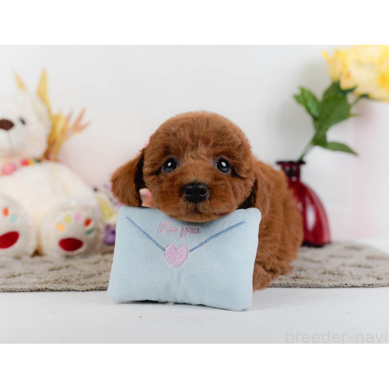 販売中の神奈川県のトイプードル-446773の8枚目