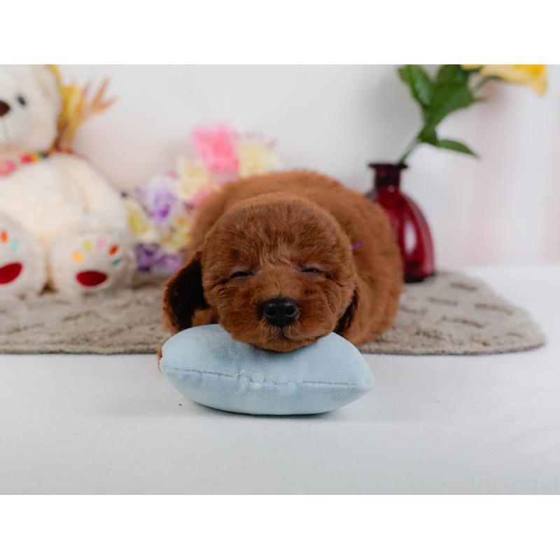 販売中の神奈川県のトイプードル-446773の7枚目