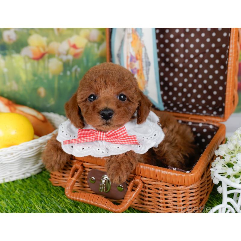 販売中の神奈川県のトイプードル-446773の6枚目