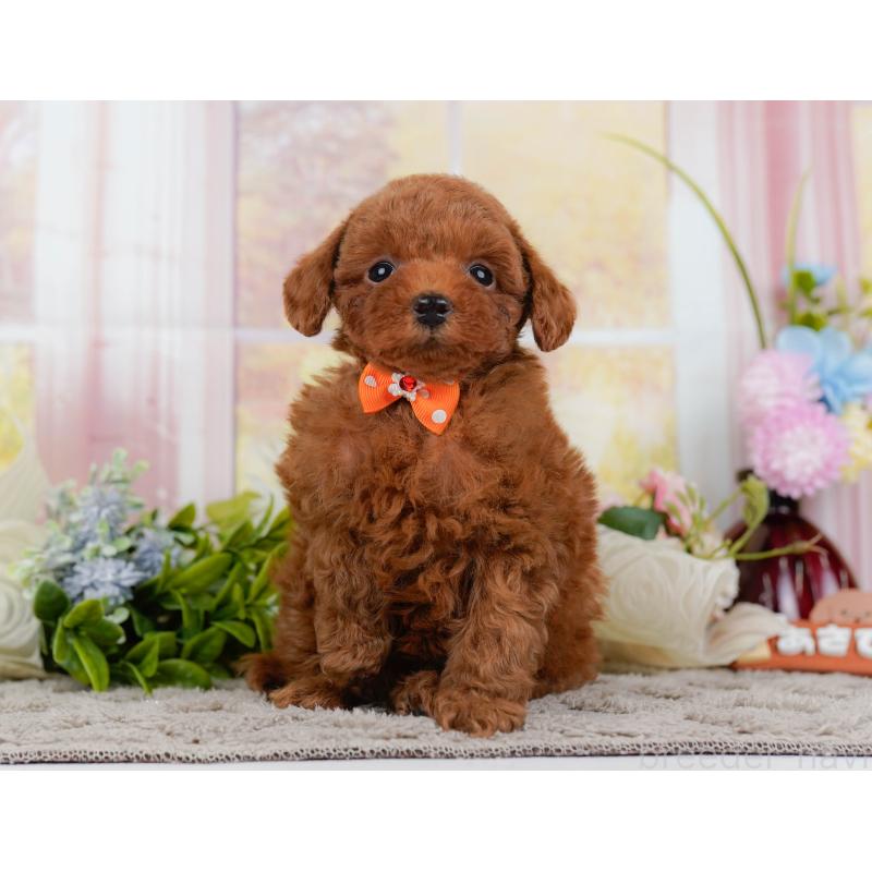 販売中の神奈川県のトイプードル-446774の13枚目