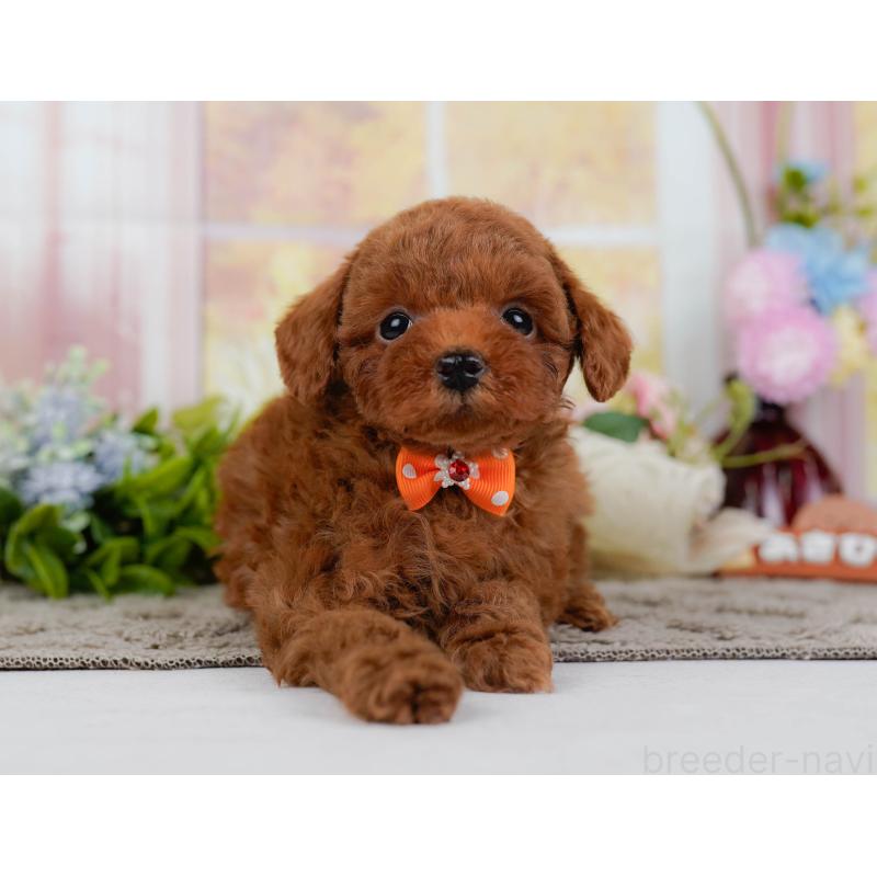 販売中の神奈川県のトイプードル-446774の12枚目