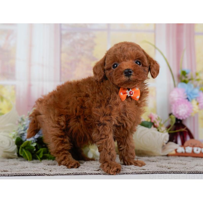 販売中の神奈川県のトイプードル-446774の11枚目