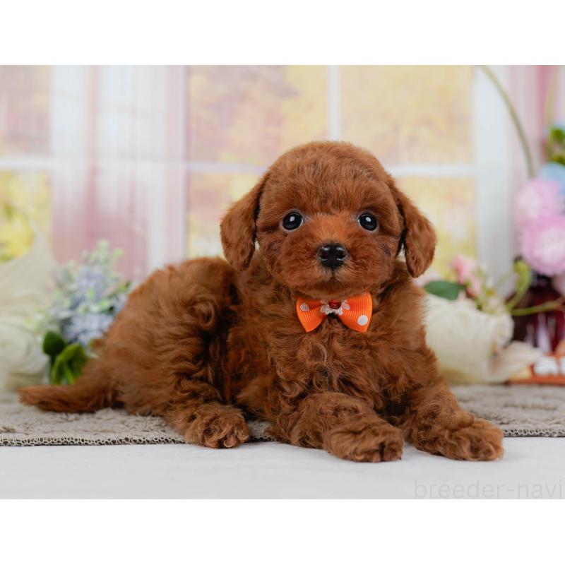 販売中の神奈川県のトイプードル-446774の10枚目