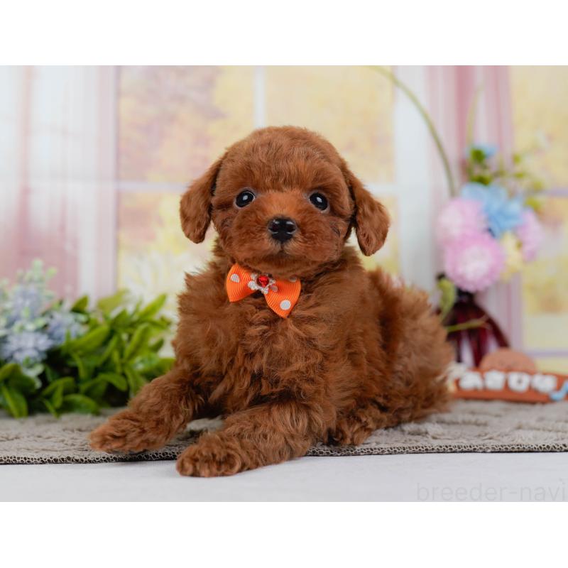 販売中の神奈川県のトイプードル-446774の8枚目