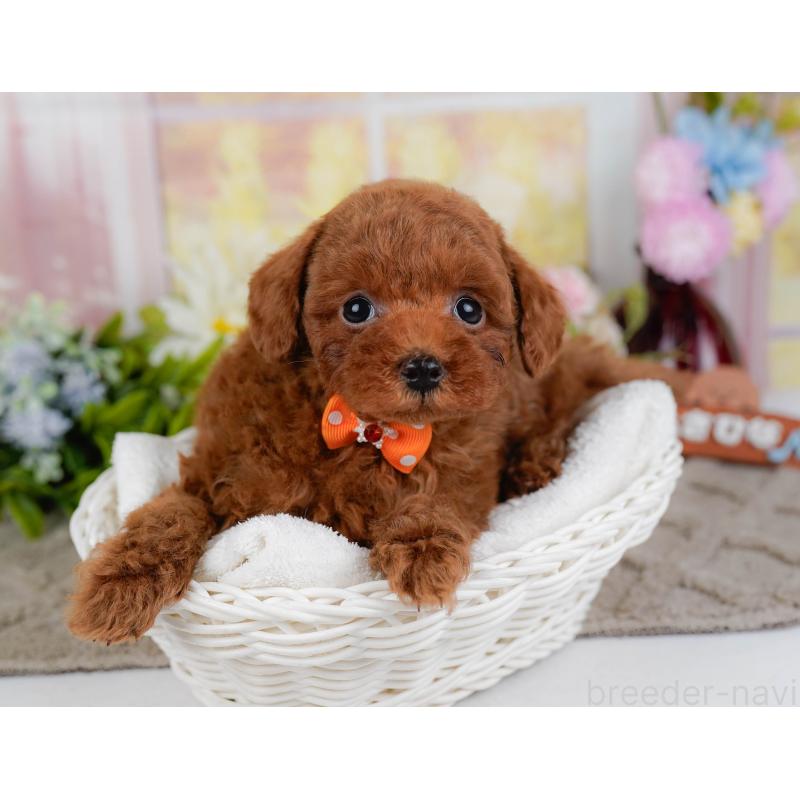 販売中の神奈川県のトイプードル-446774の7枚目