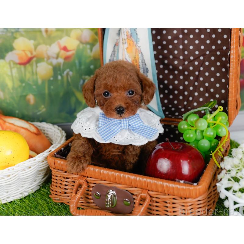 販売中の神奈川県のトイプードル-446774の6枚目