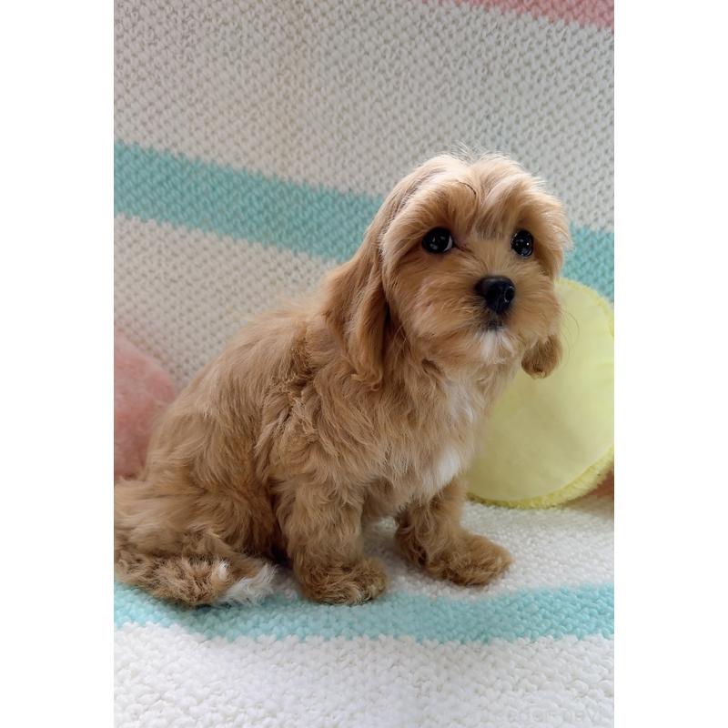 販売中の奈良県のキャバプー:キャバリア×トイプードル-434344