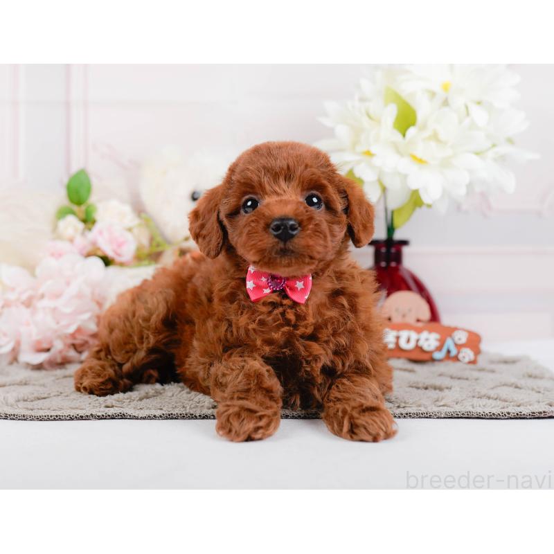 販売中の神奈川県のトイプードル-446775の12枚目