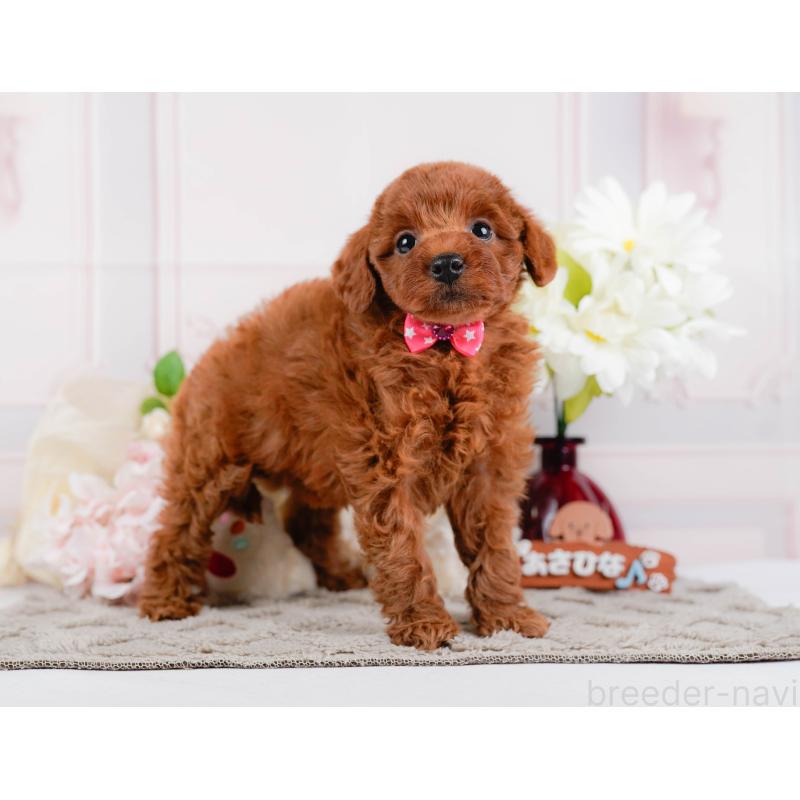 販売中の神奈川県のトイプードル-446775の11枚目