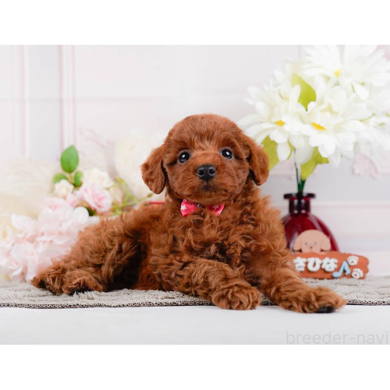 販売中の神奈川県のトイプードル-446775の10枚目