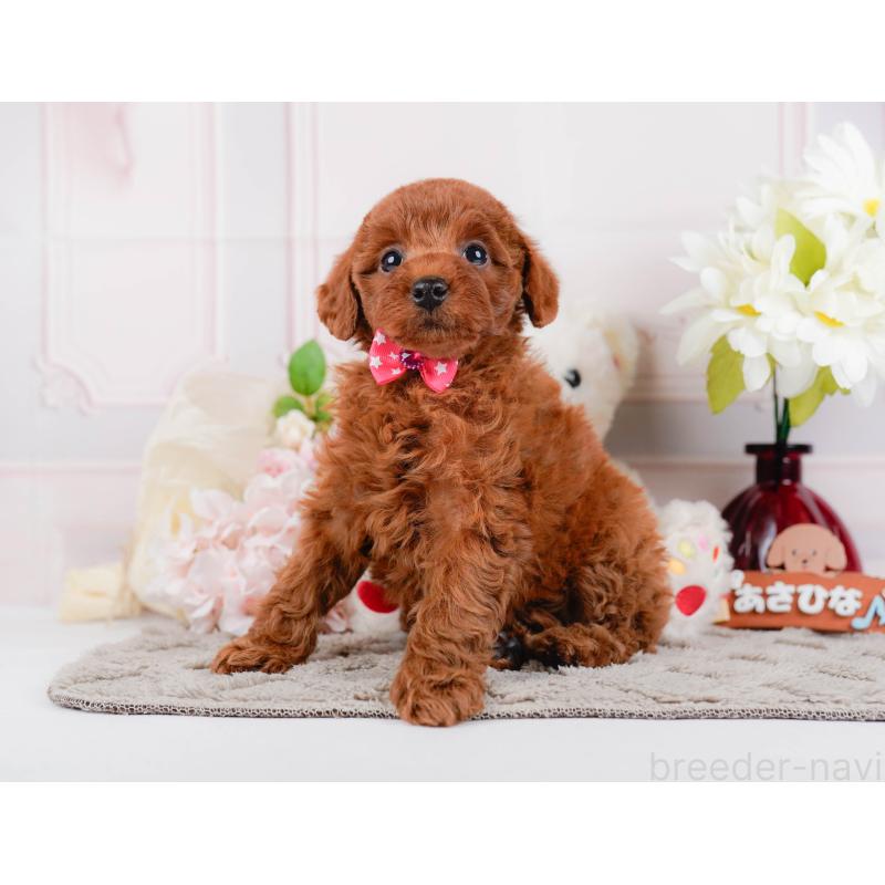 販売中の神奈川県のトイプードル-446775の9枚目