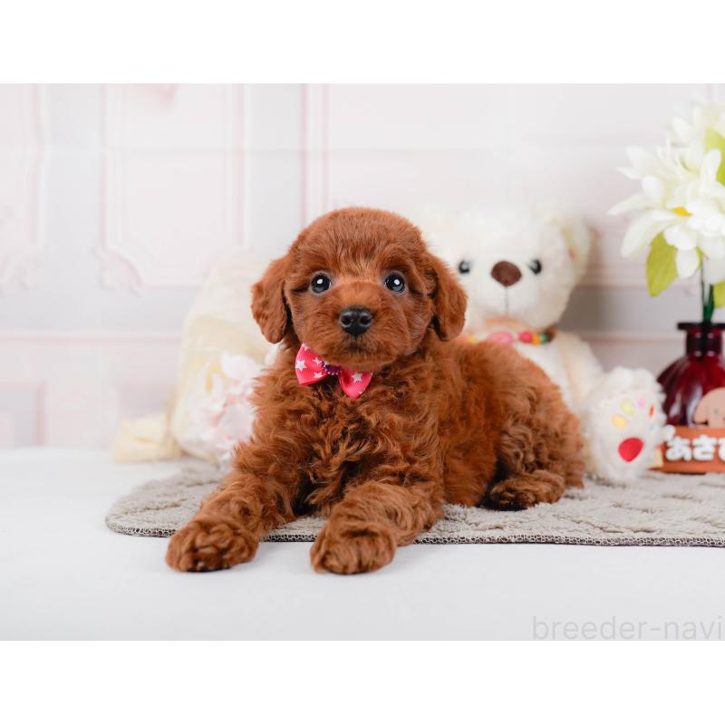 販売中の神奈川県のトイプードル-446775の8枚目