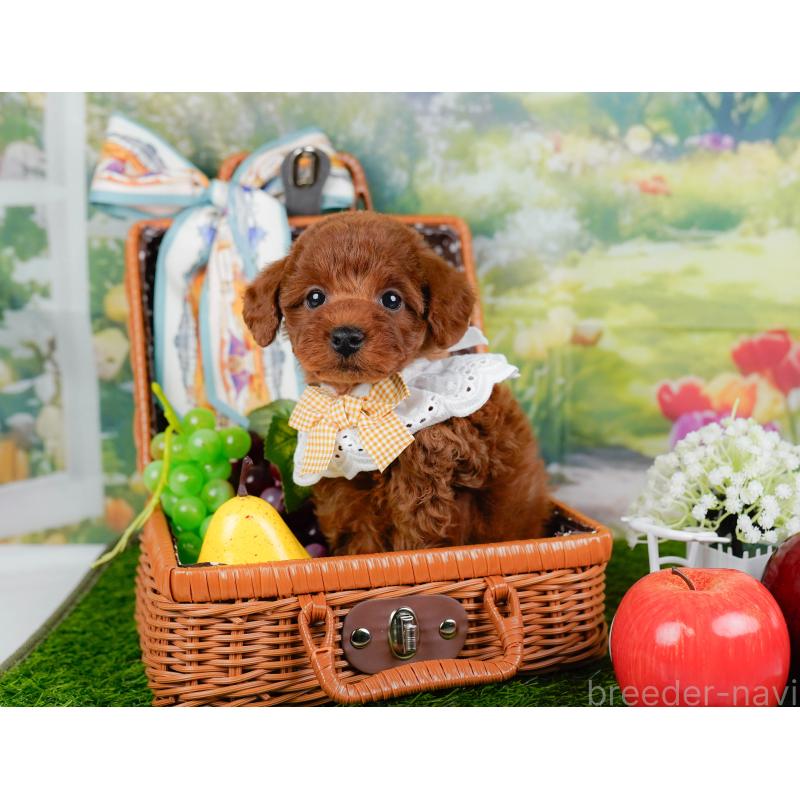 販売中の神奈川県のトイプードル-446775の7枚目