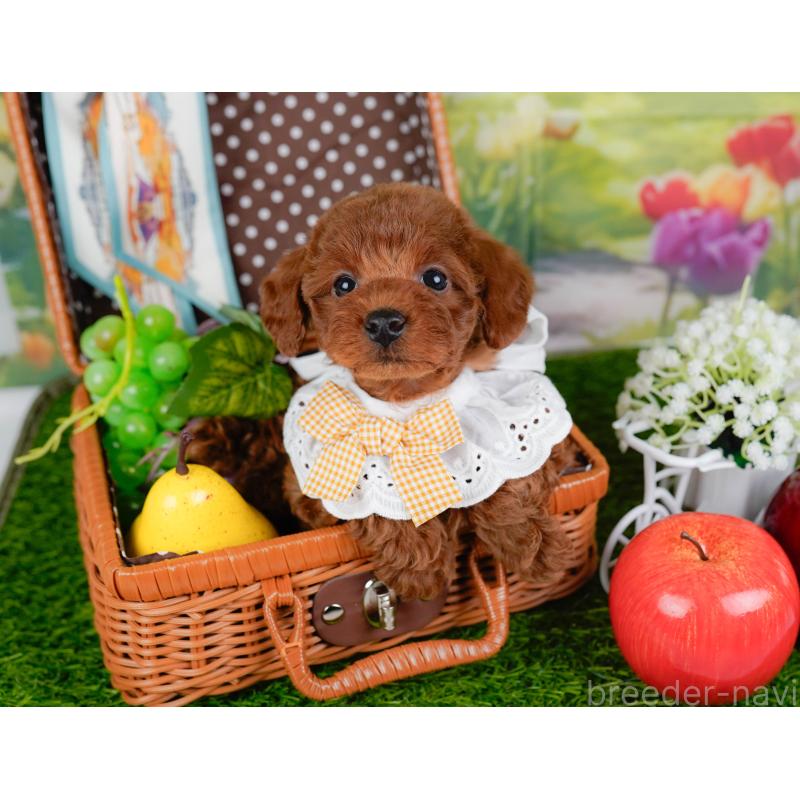 販売中の神奈川県のトイプードル-446775の6枚目